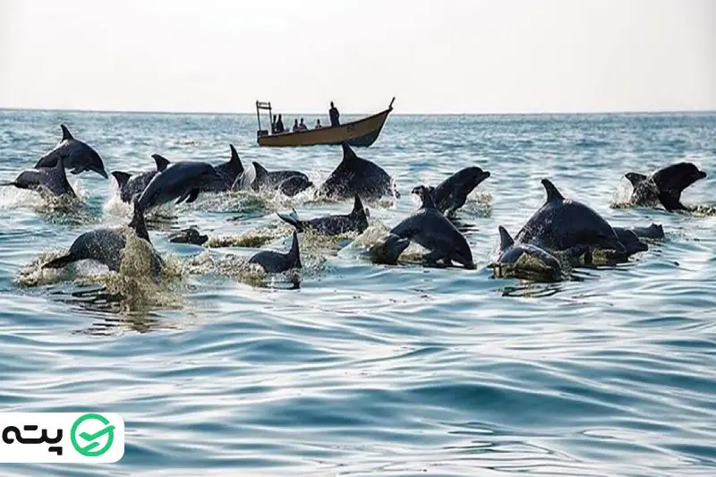 دلفین های جزیره  قشم و هنگام