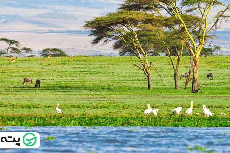 دریاچه نیواشا کنیا از جاهای دیدنی کنیا