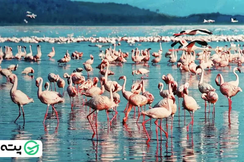 پارک ملی ناکورو از جاهای دیدنی کنیا