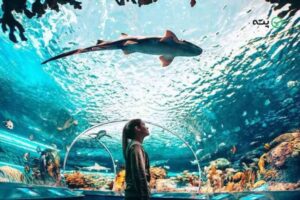 تور آکواریوم استانبول: دنیای زیر آب را کشف کنید