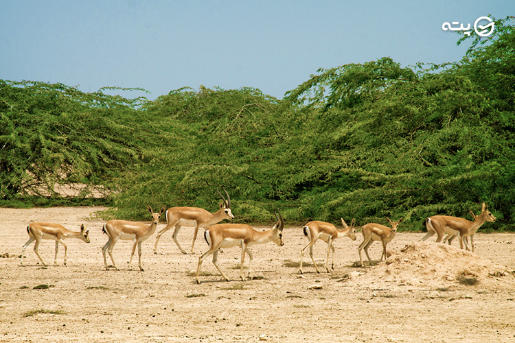 بوستان آهوان کیش