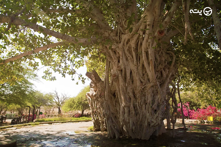 درخت سبز کیش