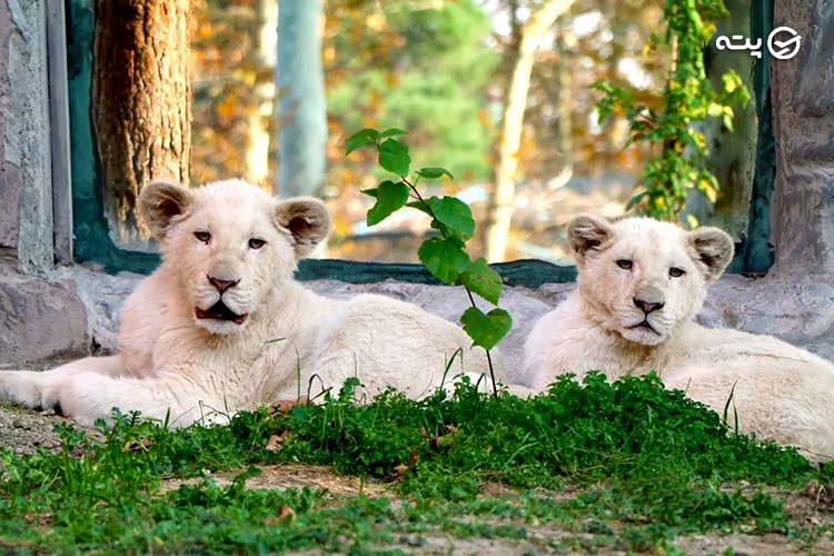 باغ وحش ارم از جاهای دیدنی تهران