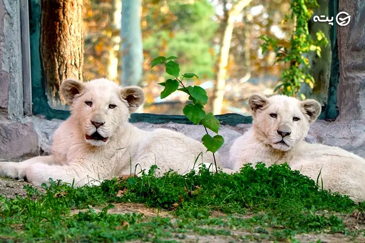 باغ وحش ارم از جاهای دیدنی تهران