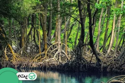 جنگل حرا؛ دیدار با جنگل ‌های دریایی ایران