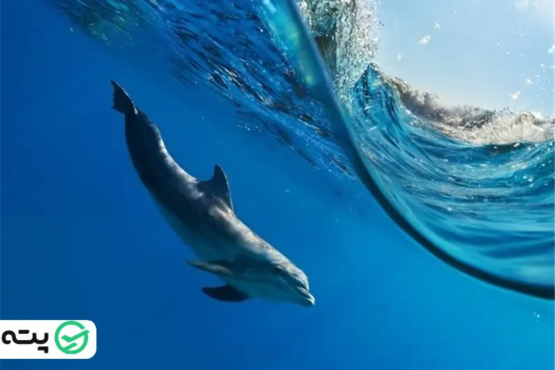 مشاهده دلفین در قشم