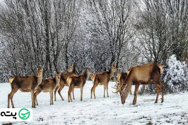 جنگل فندقلو از تفریحات زمستانی در اردبیل