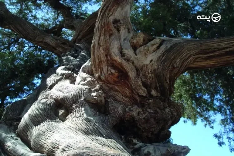 درخت سرو روستای باغ فراگرد