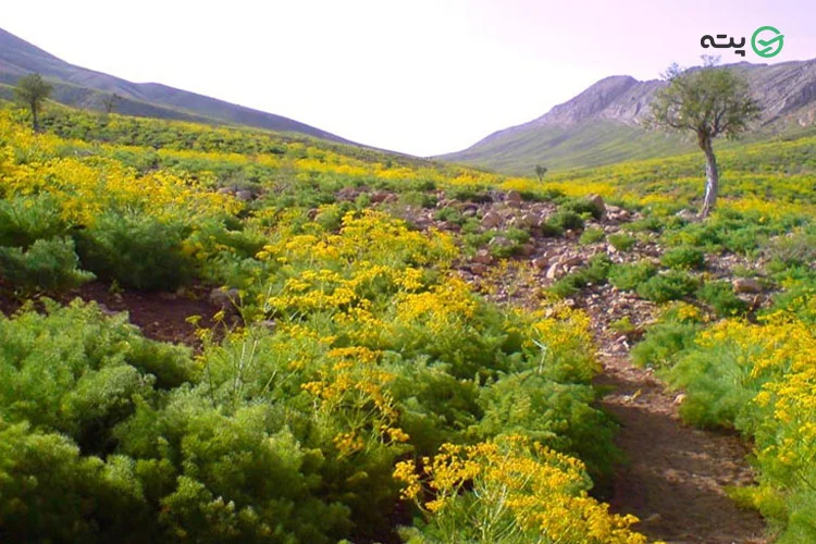 دشت راق از جاهای دیدنی یاسوج
