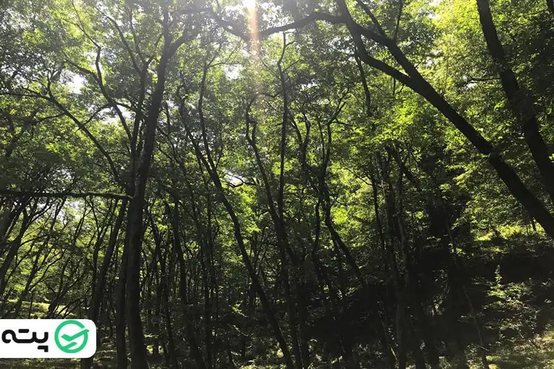 تجربه جنگل‌نوردی در جنگل لفور