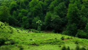 آبشار لوه کجاست؟ | بهشت گمشده در قلب جنگل‌های هیرکانی گلستان