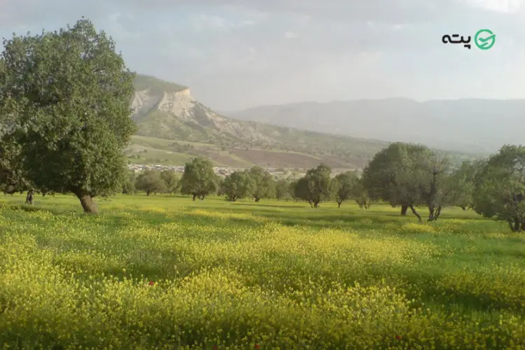 منطقه جنگلی ششدار