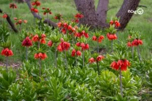 سفر به دهاقان اصفهان | سرزمین لاله های واژگون