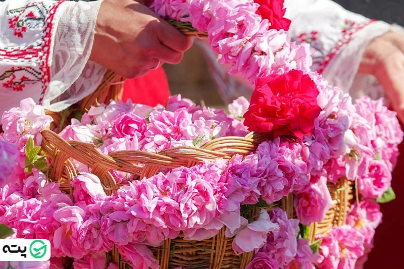 مراسم گلاب گیری کاشان