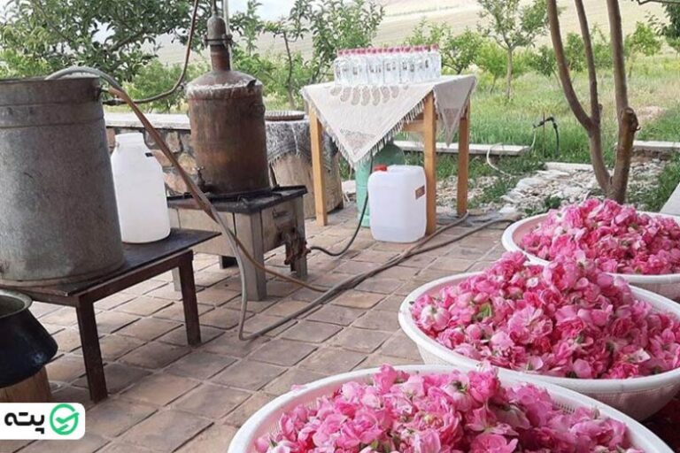 مراسم گلاب گیری کاشان در اردیبهشت ماه | مجله پته - راهنمای سفر شما