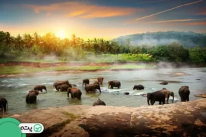 راهنمای سفر به سریلانکا | جزیره ای خاص در آسیا