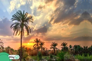 جزیره مینو | جزیره ای در قلب نخل‌ها و نیزارها