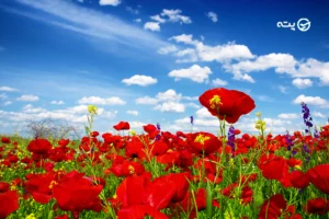 دشت سوسن کجاست؟ | دشتی سبز در گهواره تمدن های باستان