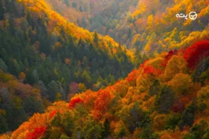 جنگل های هیرکانی کجاست؟ | زیبایی خیره کننده ای در گیلان