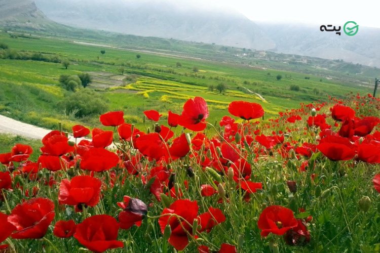 سفر هوایی به تمام ایران