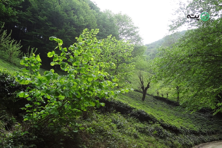 روستای سراش (لاهیجان) از جاهای دیدنی شمال