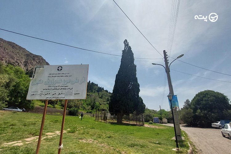 سرو هرزویل رشت