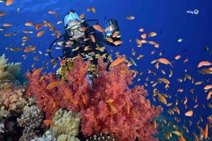 تجربه بی نظیر غواصی در قشم و تماشای دنیای شگفت انگیز زیر آب