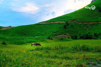 دشت هویج کجاست؟ آشنایی با یکی از خوش آب و هواترین مناطق اطراف تهران