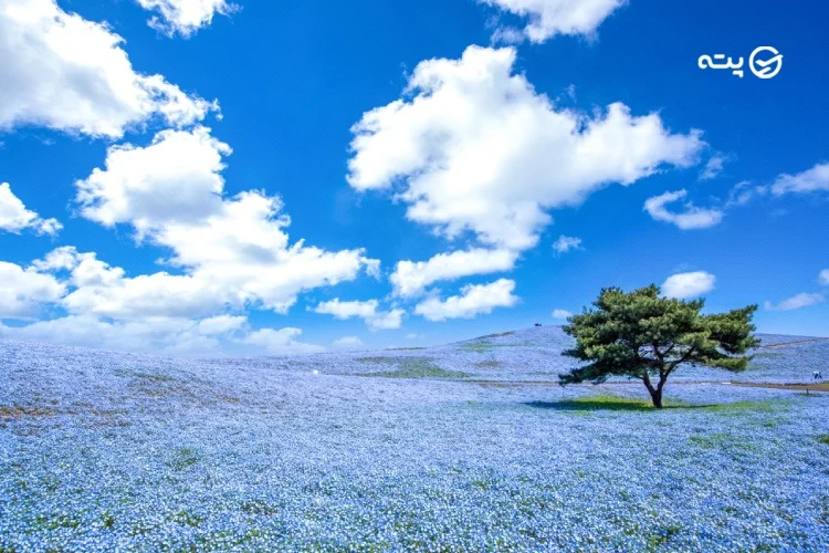 پارک ساحلی هیتاچی