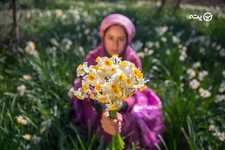 دشت نرگس کازرون