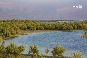 پارک ملی نایبند | نخستین پارک ملی دریایی ایران در بوشهر