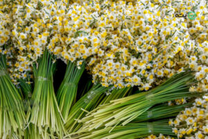 دشت نرگس کازرون | حس و حال بهشتی در بزرگرین نرگس زار ایران