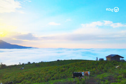 مازیچال کجاست | جنگل ییلاقی در یک قدمی ابرها