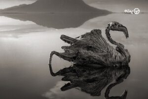 دریاچه ای که شما را سنگ می کند | معرفی دریاچه ناترون تانزانیا