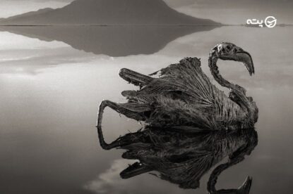 دریاچه ای که شما را سنگ می کند | معرفی دریاچه ناترون تانزانیا