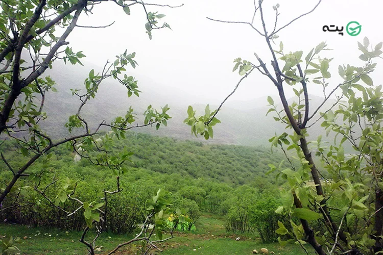 پارک جنگلی کشپل