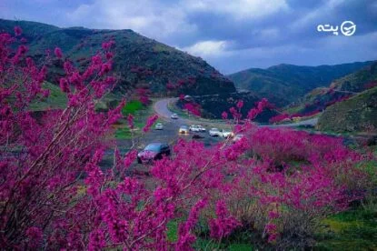 دره ارغوان | بهشت رویایی ایلام با منظره ای دلنواز