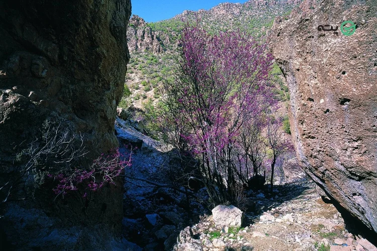 دره ارغوان ایلام pateh