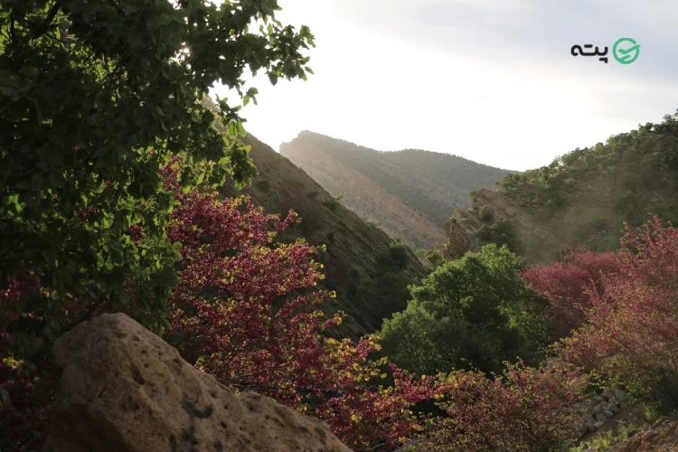 تنگه ارغوان - پته