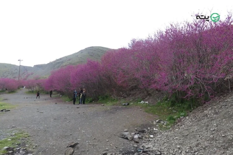 دره ارغوان