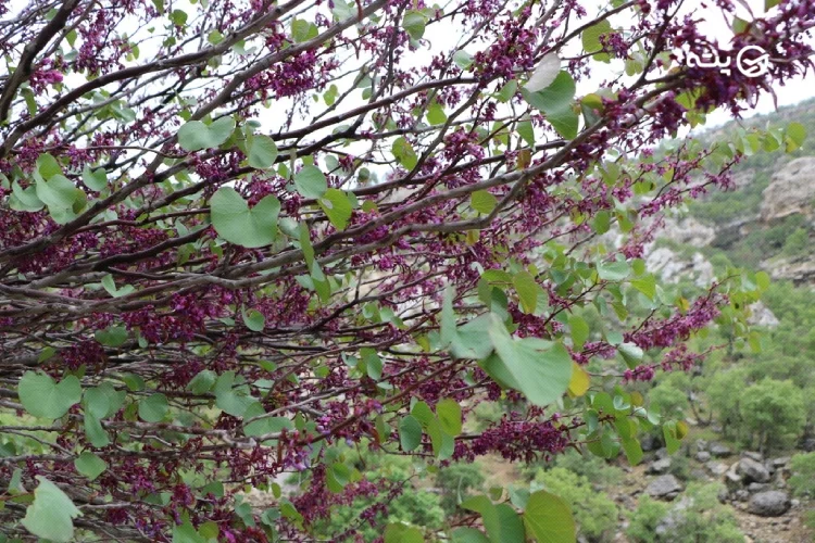 تنگه ارغوان کجاست؟ پته