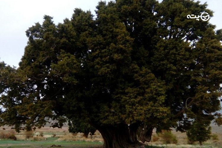 درخت سرو اورس شهرستانک