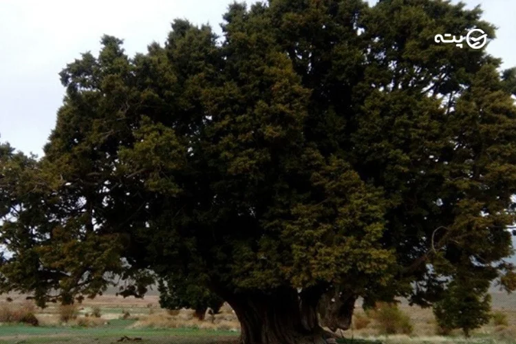 درخت سرو اورس شهرستانک
