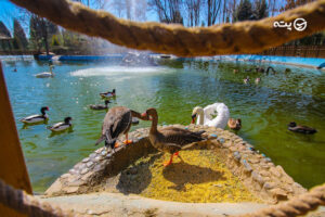 باغ پرندگان اصفهان | فضایی زیبا و متفاوت برای تفریح خانواده ها