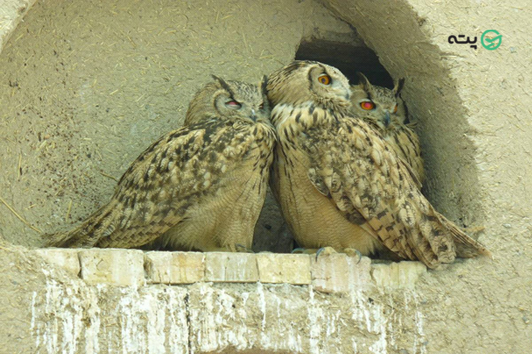 باغ پرندگان اصفهان
