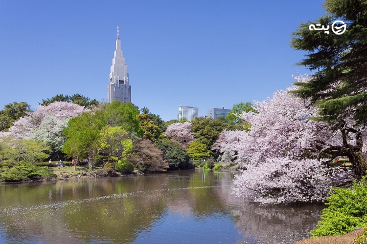باغ شینجوکو گیون shinjuku gyoen ا باغ های ژاپنی پته