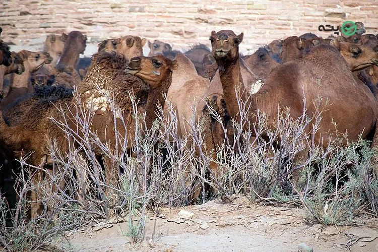 پارک ملی کویر از جاهای دیدنی قم