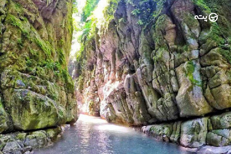 تنگه دار پته