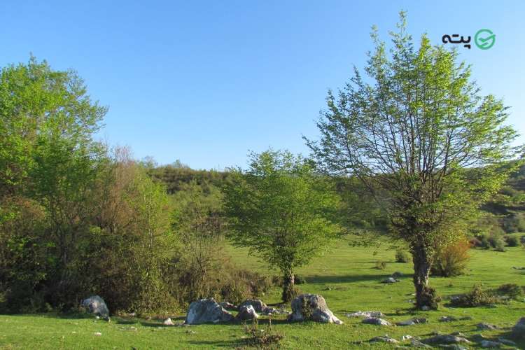روستای کوشکسرا از اطراف پته