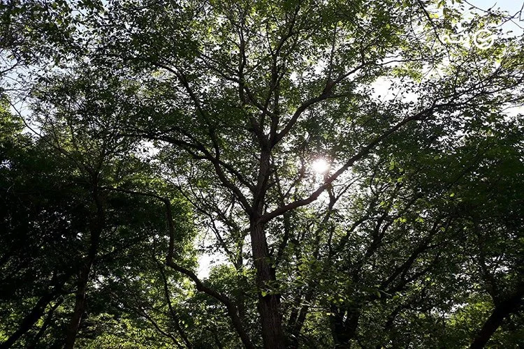 غار کاوات پته